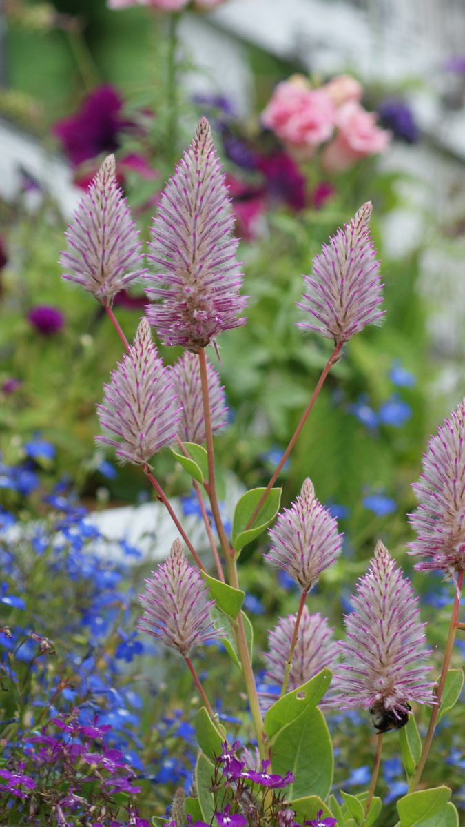 Птилотус Джой в моём саду