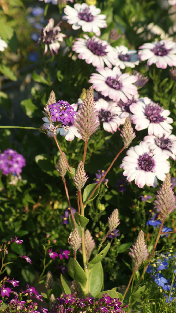 Начало цветения