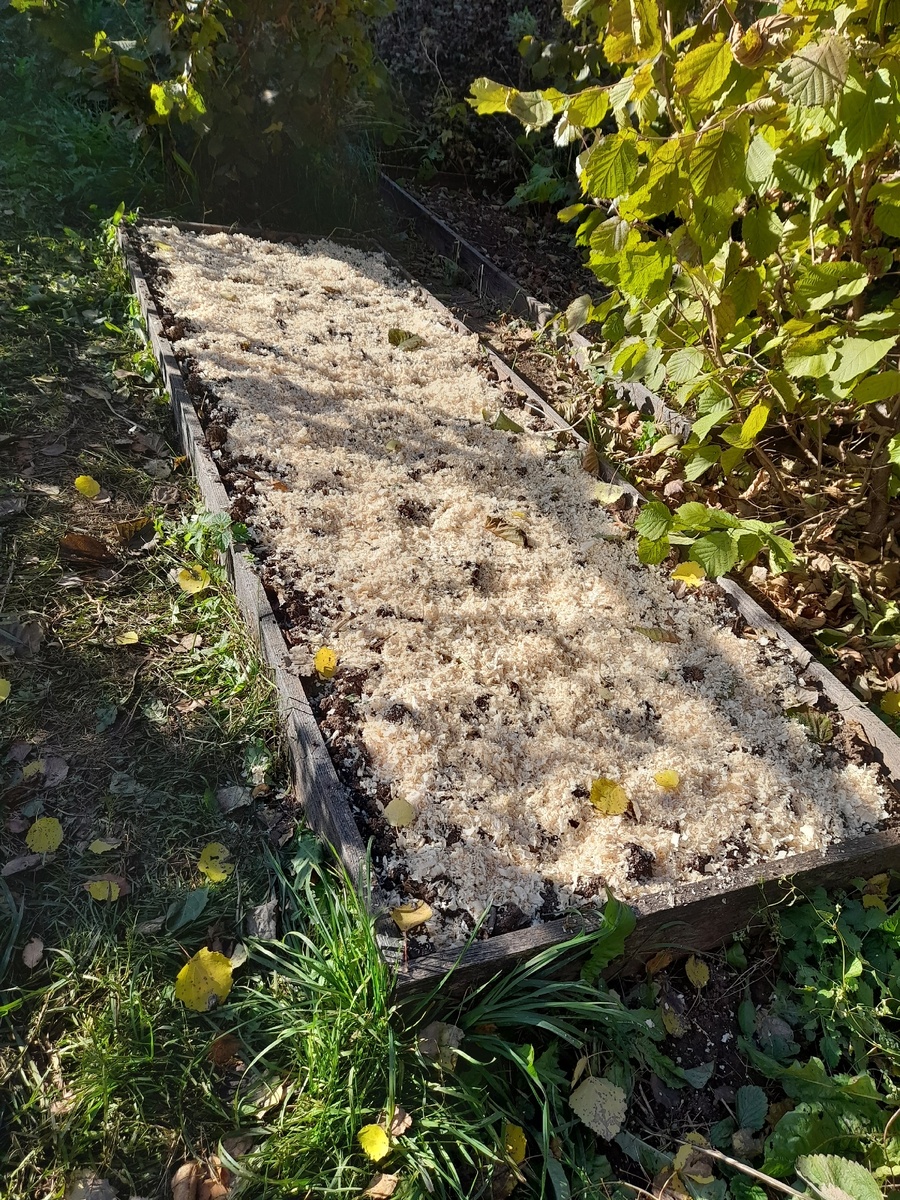 Лук-севок под мульчей из опилок.