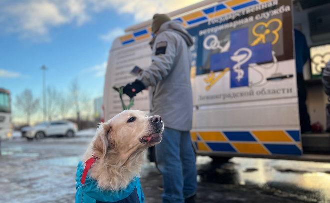    © Всеволожский муниципальный район ЛО