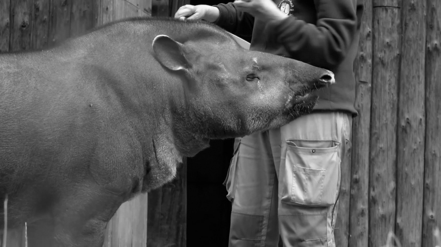    Фото: Telegram/Московский зоопарк/Moscowzoo_official