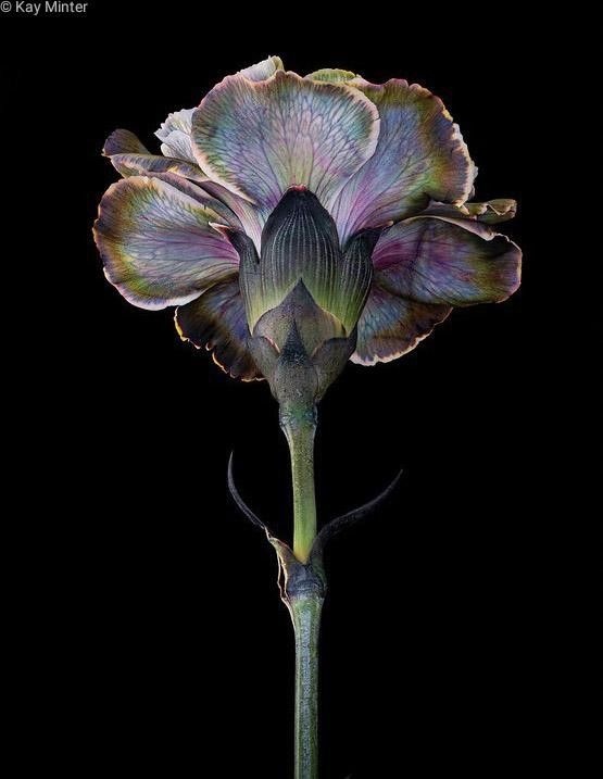 Вдохновляюще на Пинтерест