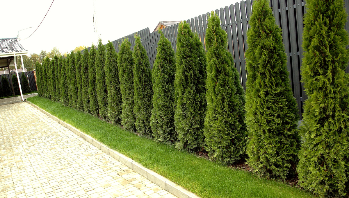 Живая изгородь в сочетании с современным забором