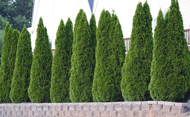 На фото Туя западная