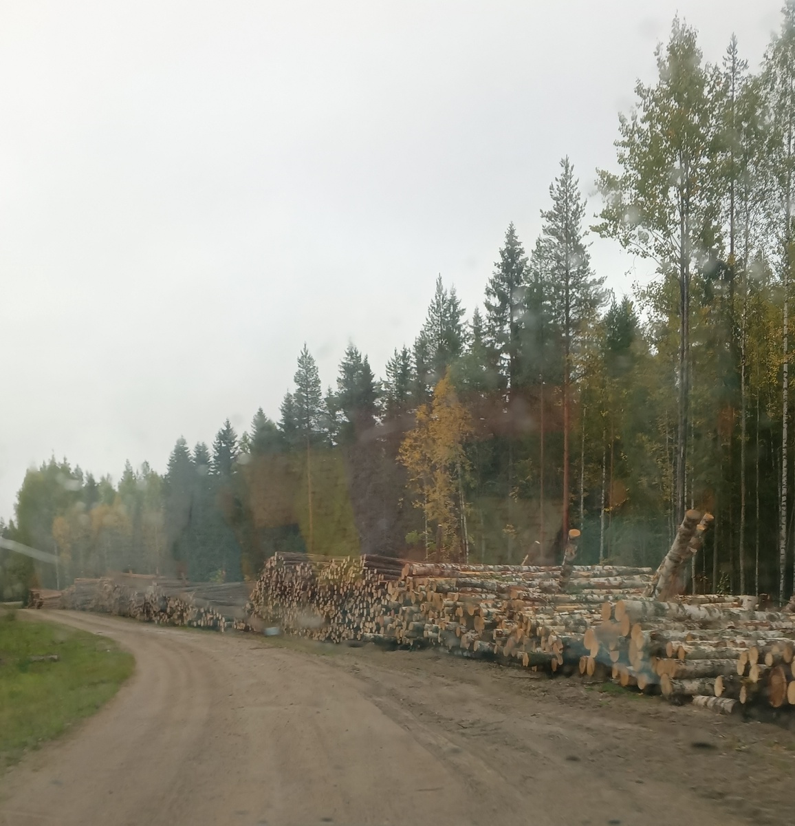 фото автора: лес рубят, щепки летят. Снова и снова вырубают в этих краях лес, грибы уже скоро негде будет собирать