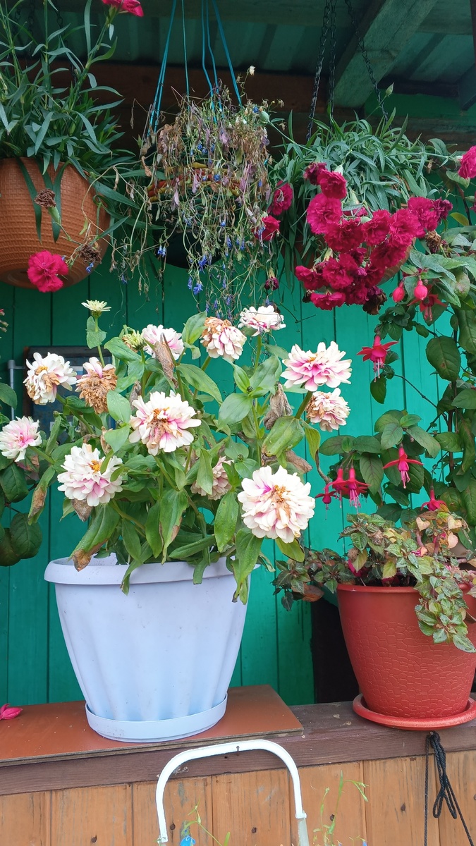 фото автора: цветы у дома