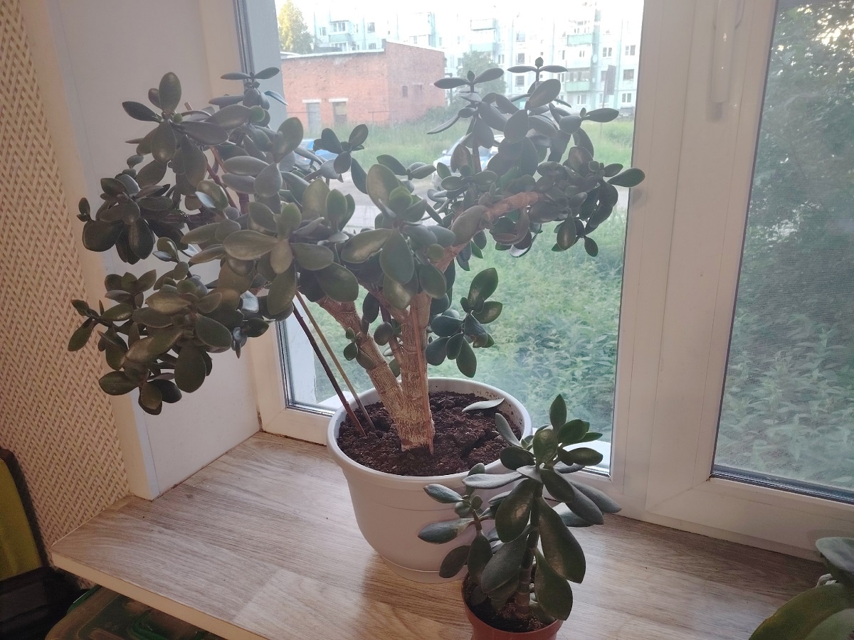    Секретный ингредиент для денежного дерева: сразу выпускает 12 листьев - всего 3 щепотки