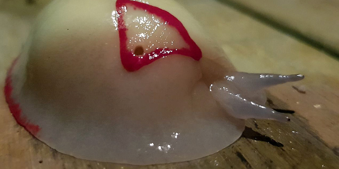 Слизень красного треугольника