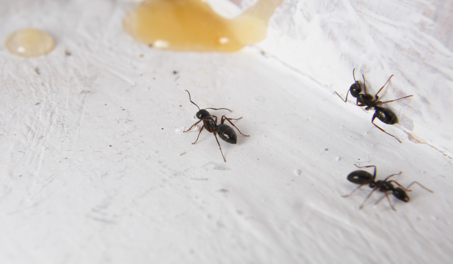    Shutterstock/FOTODOM