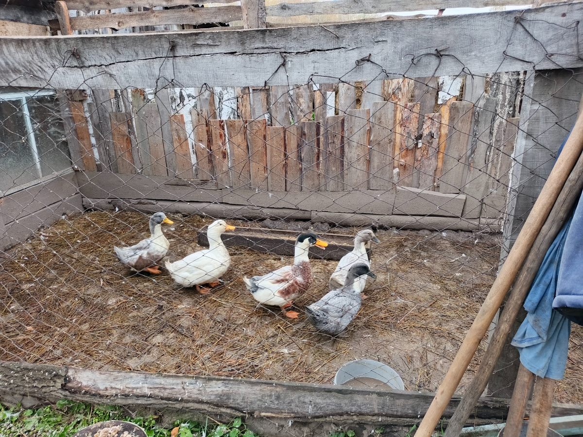 Вот такие "Башкирочки" у меня.