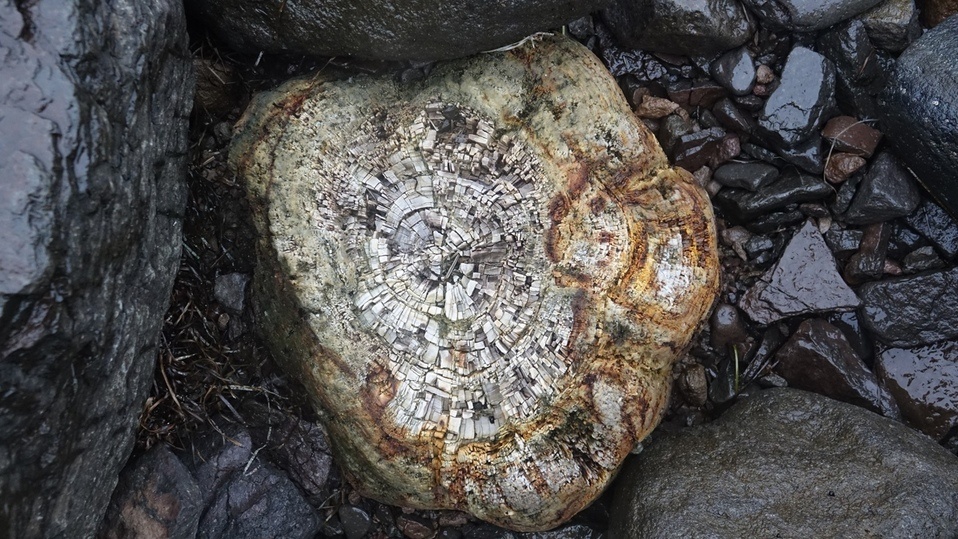 Окаменевшее дерево