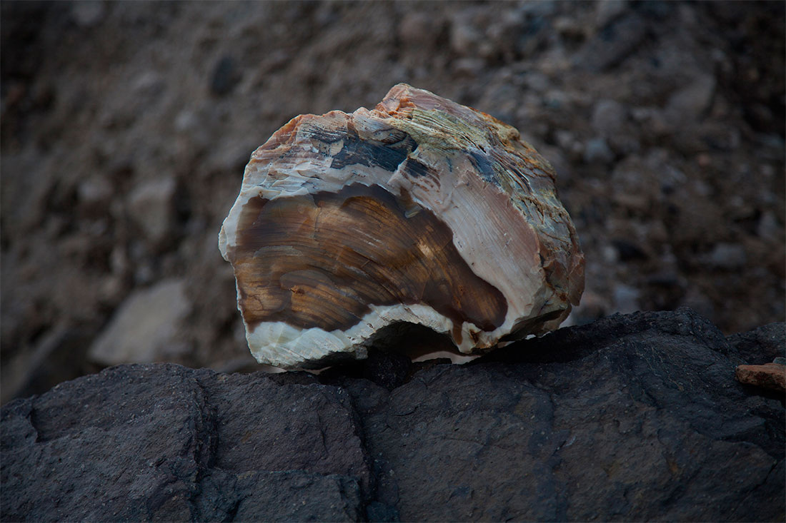 Дерево в камне