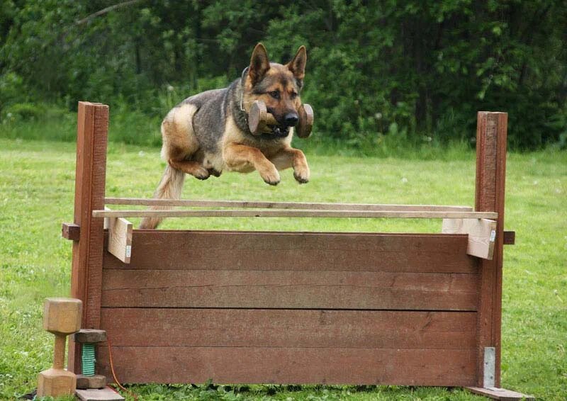 Воспитание собаки – это построение гармоничных отношений через тренировку, понимание и доверие, что укрепляет связь между владельцем и питомцем, обеспечивая безопасность и комфорт.