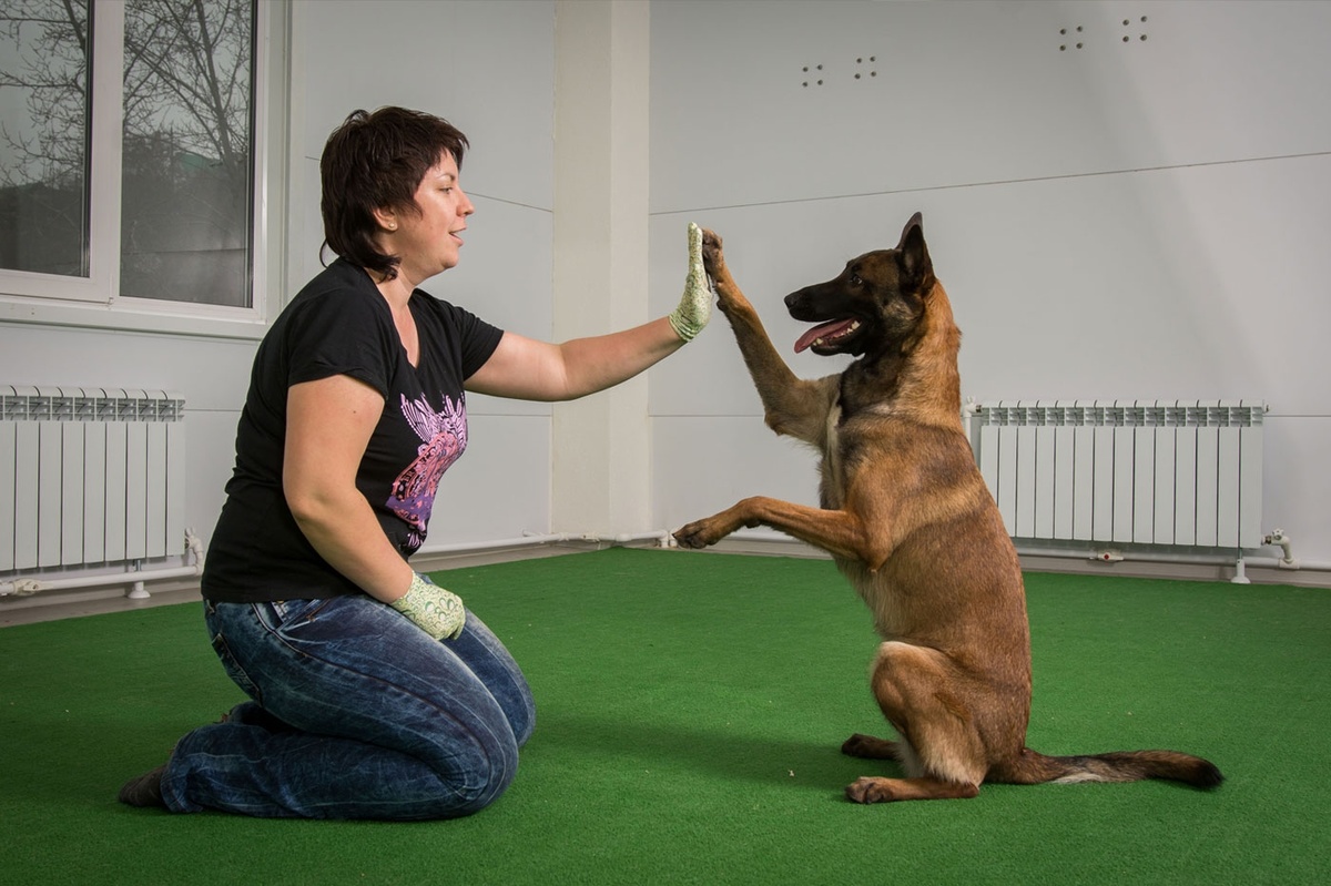 Для успешной тренировки собаки любой породы, возраста и характера необходимо освоить базовые команды.