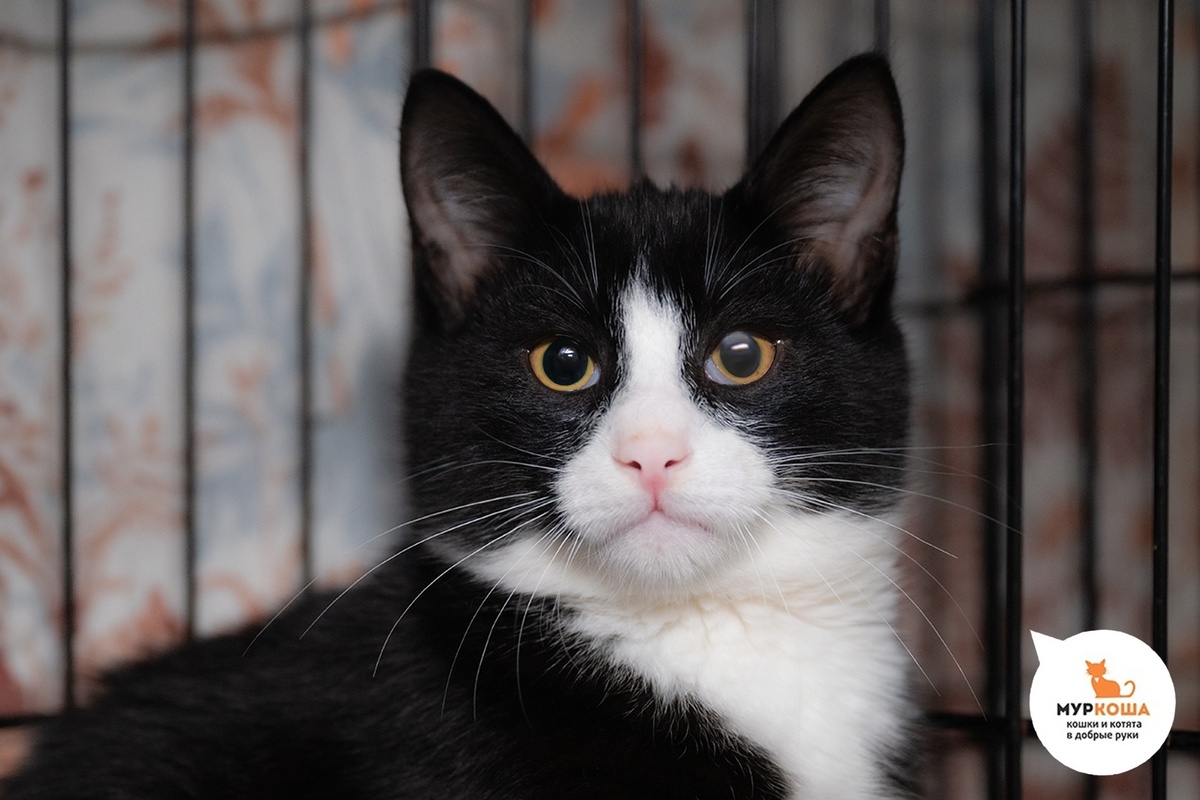 Сирокус найден на улице.