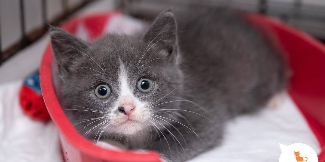 Усы всегда в моде