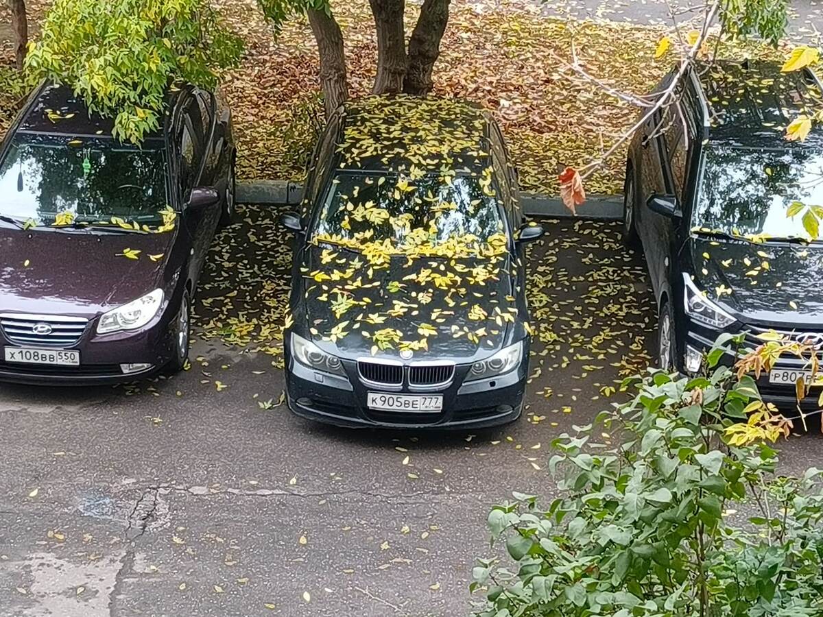 Что такое осень? Это - листья... Фото автора.