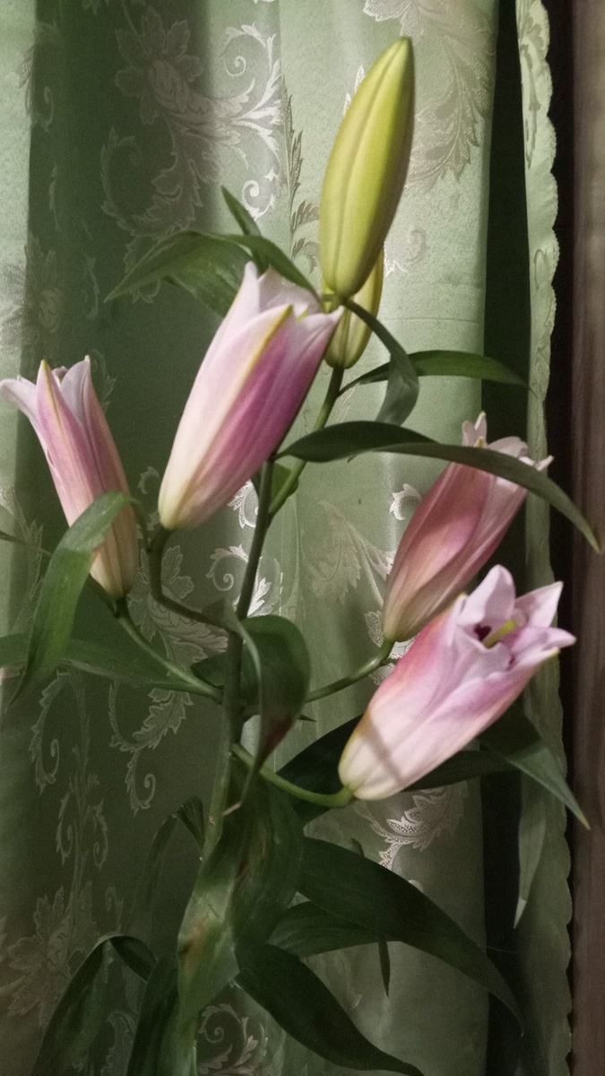 Лилии - это прямо для меня что-то из области рая. Вот равнодушна к цветами, но подарите мне лилии и я вас расцелую. 