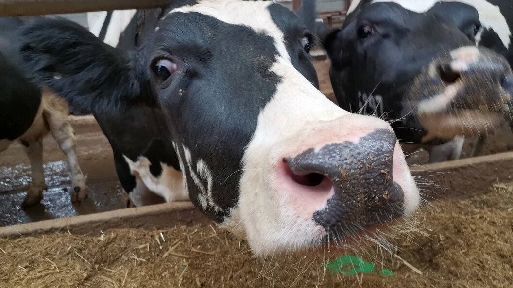    Фото: Олег Рукавицын/Царьград