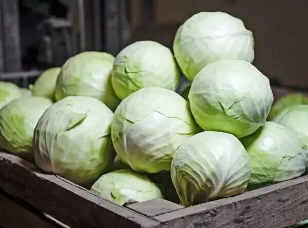 После срезки капусты - первое дело, без которого капуста сохнет и загнивает. И еще 2 дела для длительного хранения: агрономы советуют