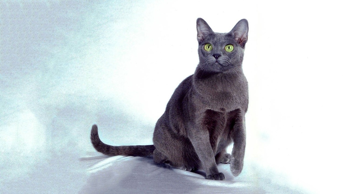 Корат – кошка среднего размера с крепким и изящным телосложением, отличающаяся гармоничностью и выразительностью.