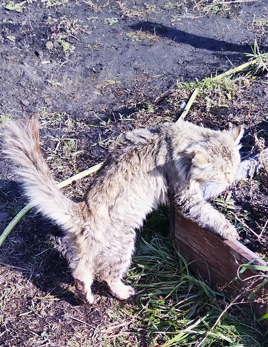 Наш Матроскин.