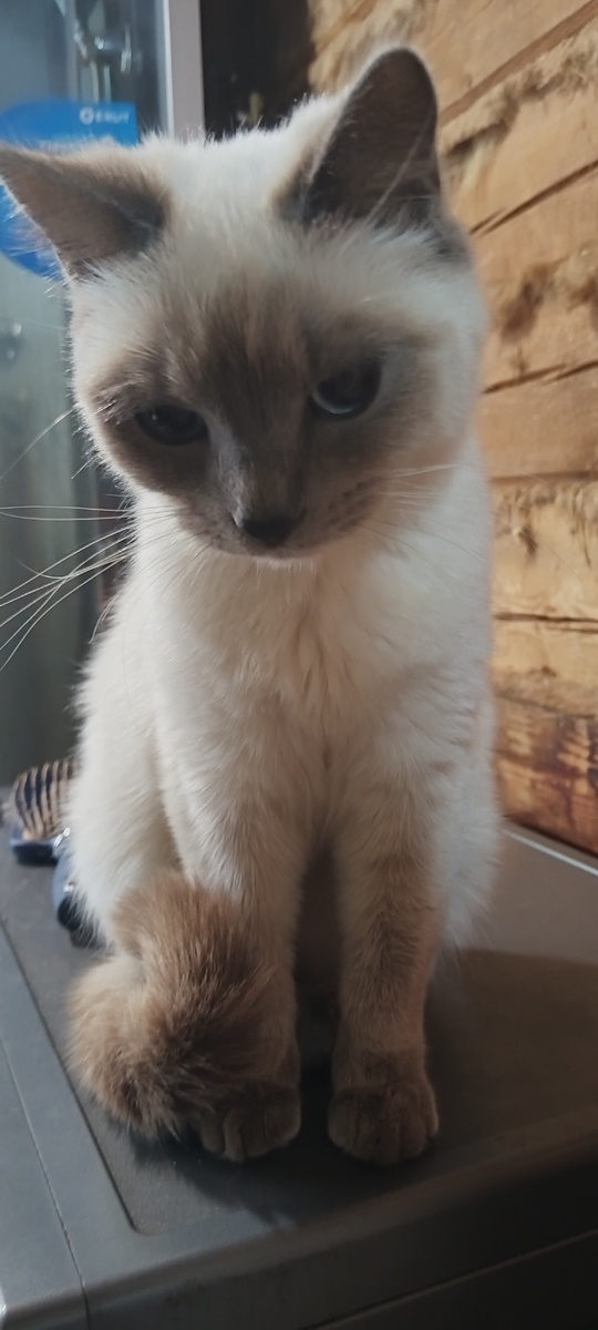 Наша красотка Зефирка.