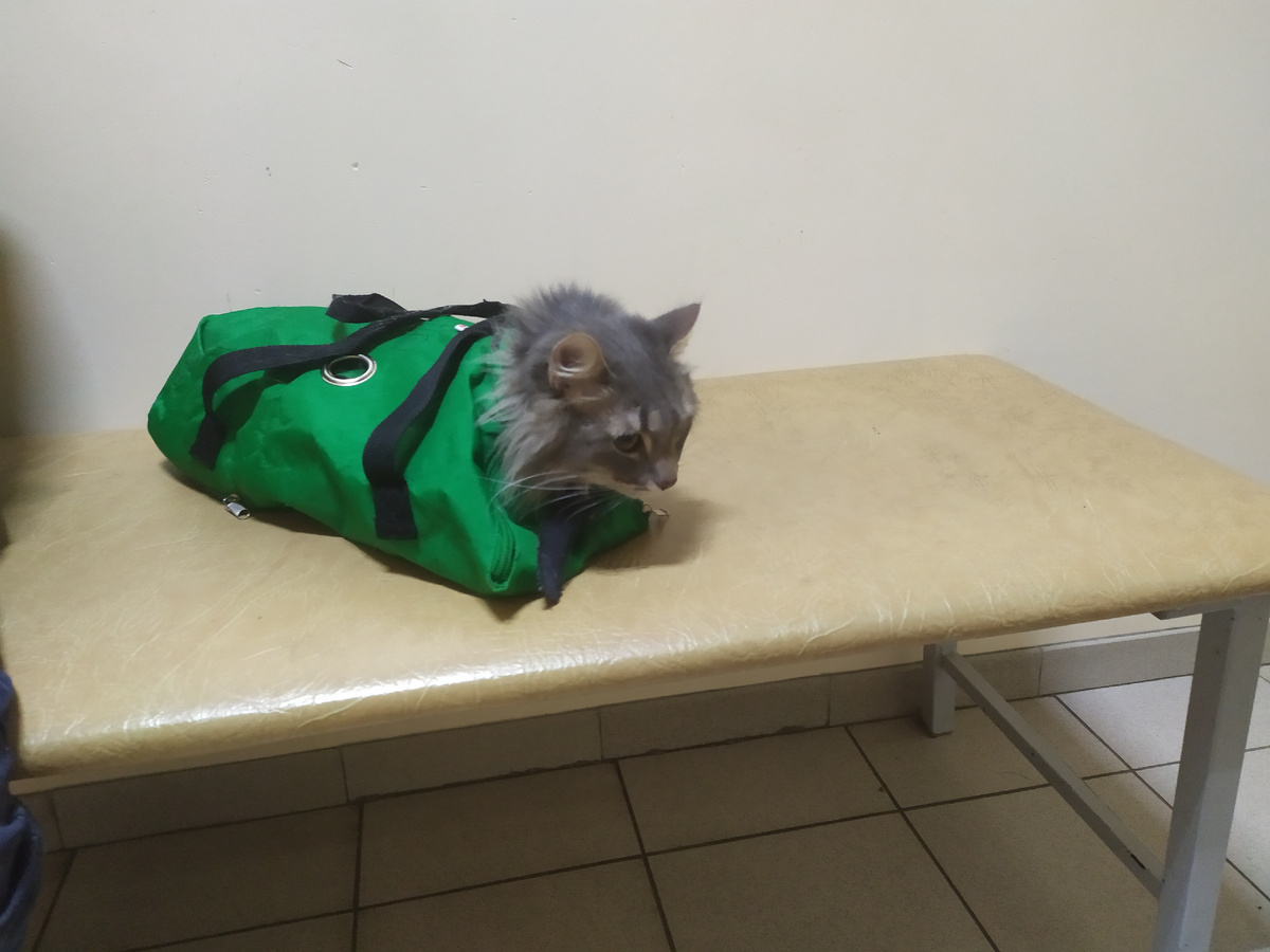 Вот в такю вот примерно. Это 2022 года фото, во время эпопеи с опухолью ЩЖ.