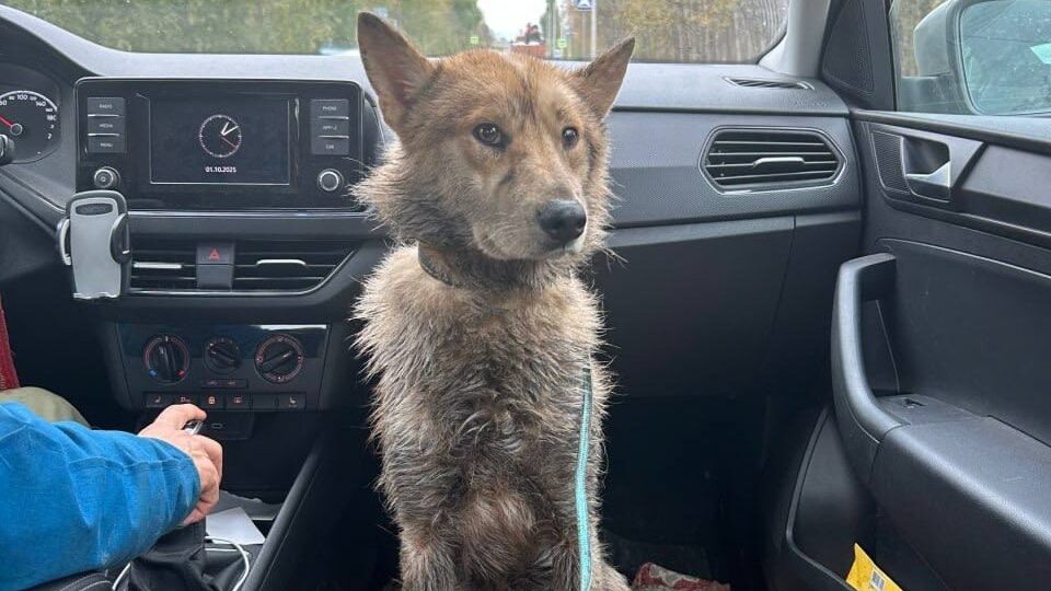 Сидел рядом с местом, где она погибла: семья из Перми спасла собаку, которую предали хозяева