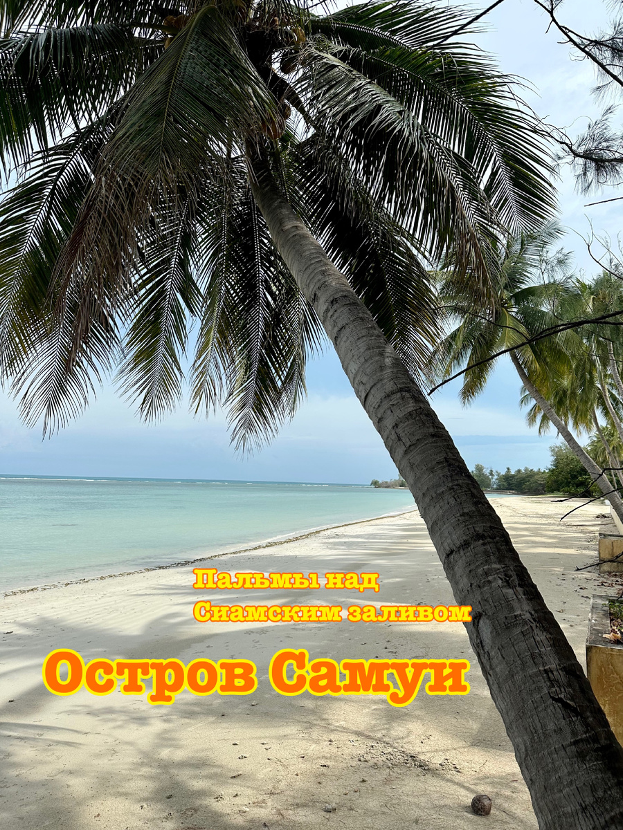 Под пальмами в июне на острове Самуи.