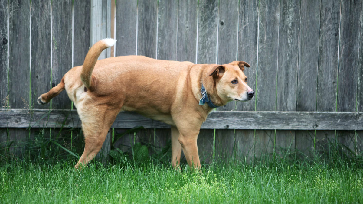 Технически в переучивании нет ничего сложного – нужно лишь обеспечить собаку регулярными прогулками и создать нужную мотивацию. Фото TriggerPhoto/iStock