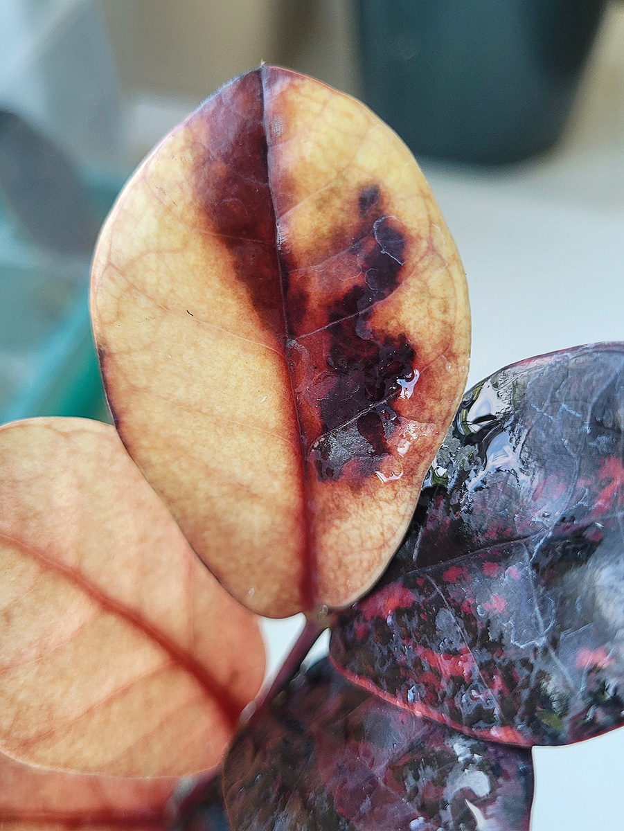 Замиокулькас. Блек Пинк Оранж 