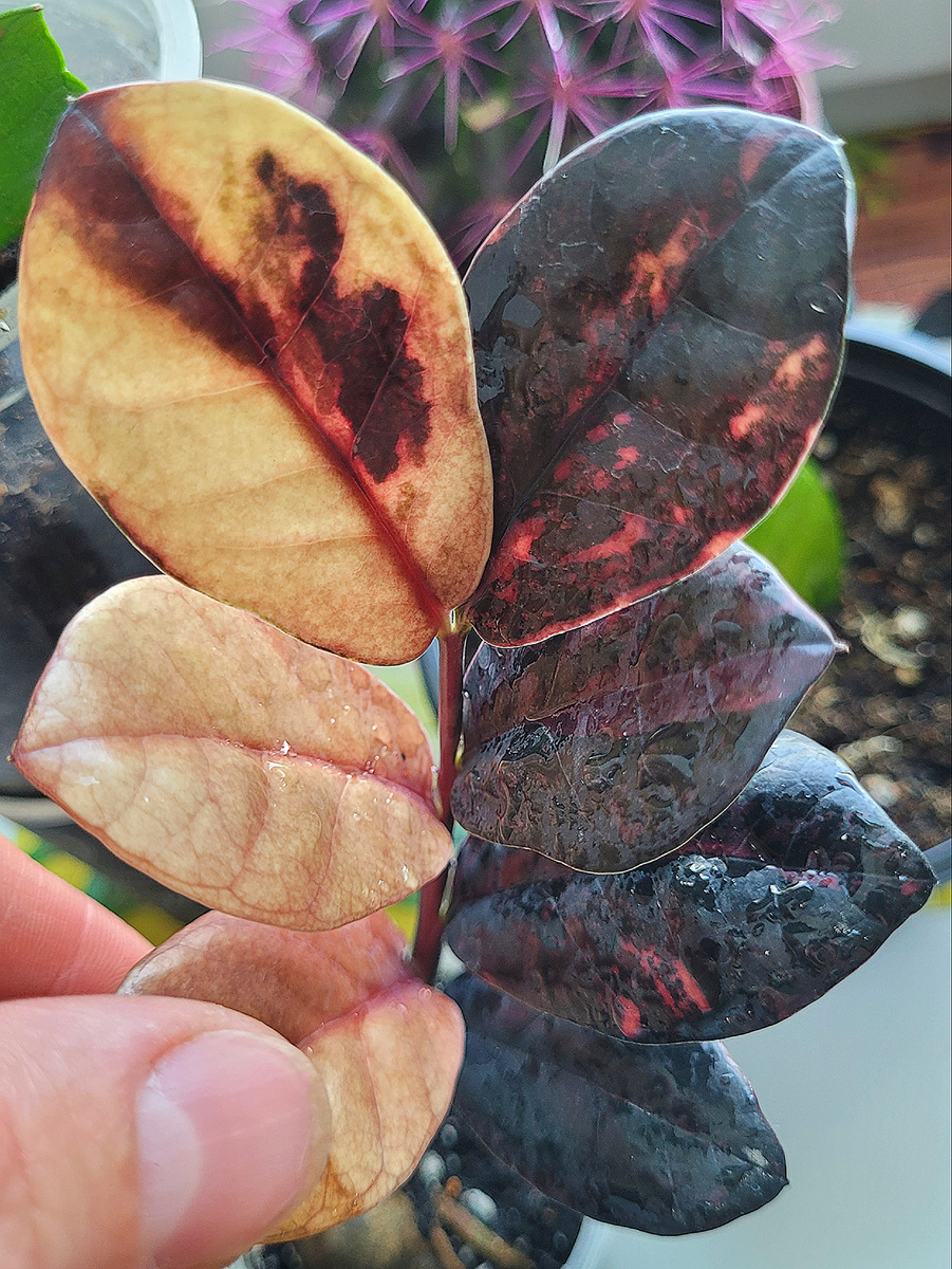 Нижний лист слева, специально прикрываю, это фото уже моё, чтобы не портить общий вид фото, листик уже приехал ко мне завявший. 