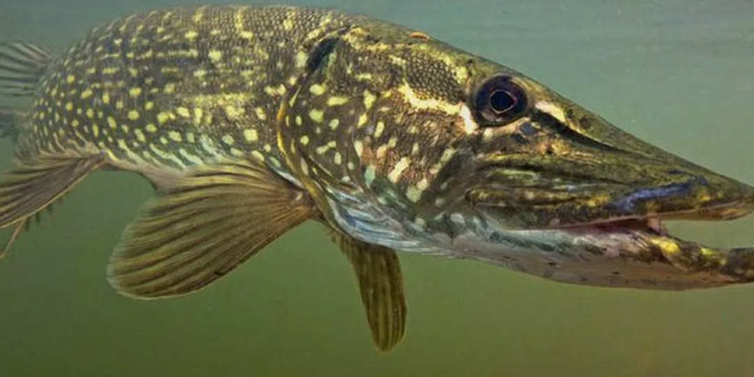 На эту снасть щука ловится всегда: Проверил и показываю