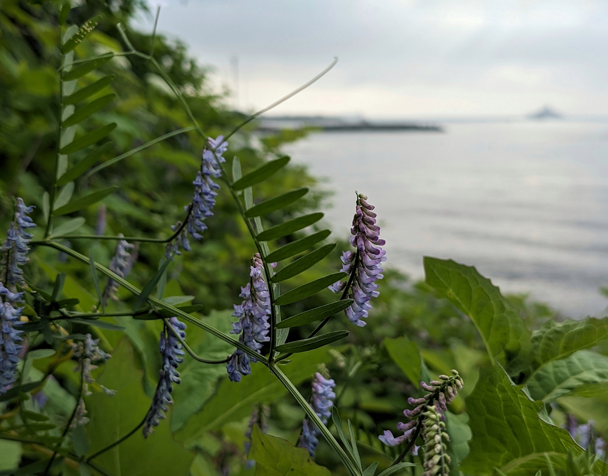 Мышиный горошек летом растет практически на любом лугу, на пустырях, на пляжах... 