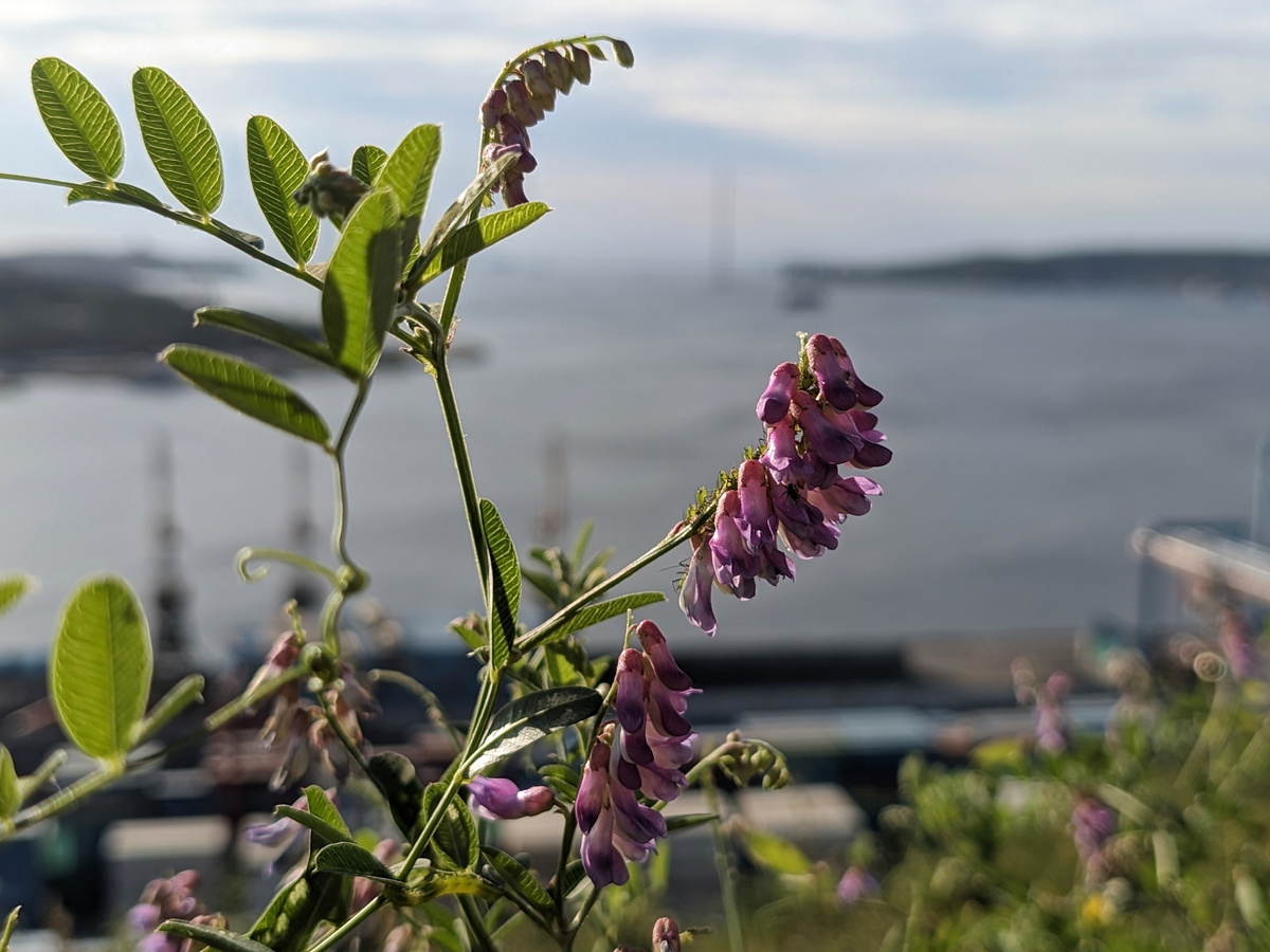 ...И на городских сопках. 