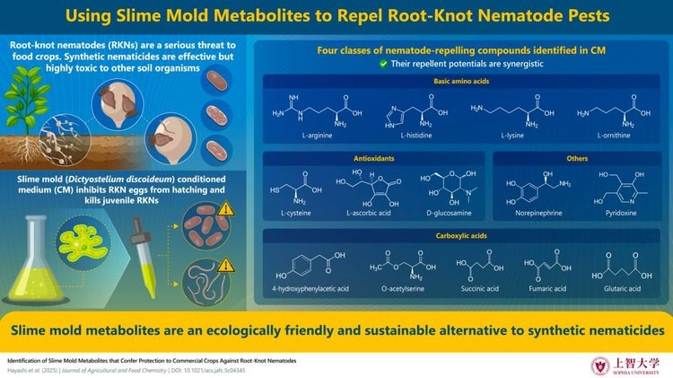    Фото: Professor Tamao Saito from Sophia University, Japan