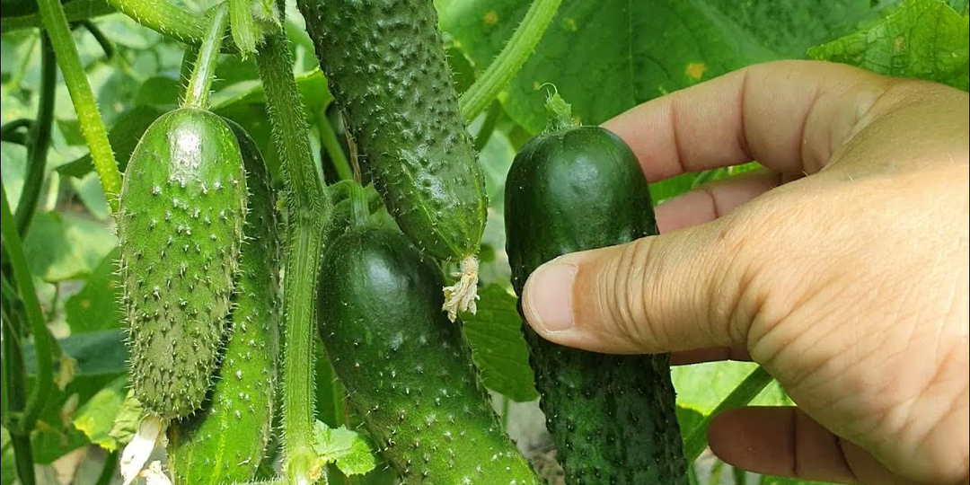 Ленивые огородники уже скупают семена пачками: 9 сортов огурцов, которые «валят урожаем, как дождь с неба»