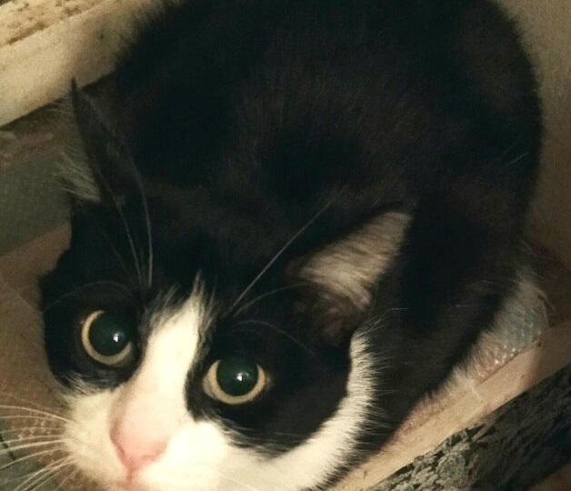 Кошка 2.0... прошёл год