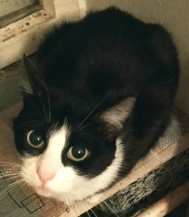 Моя Катя. "Эти глаза напротив" получили уже более 2600 "лайков"