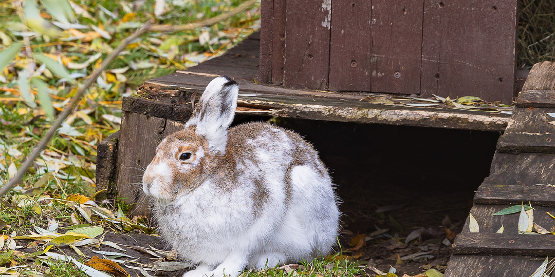 ИСКУССТВО БЫТЬ НЕВИДИМКОЙ