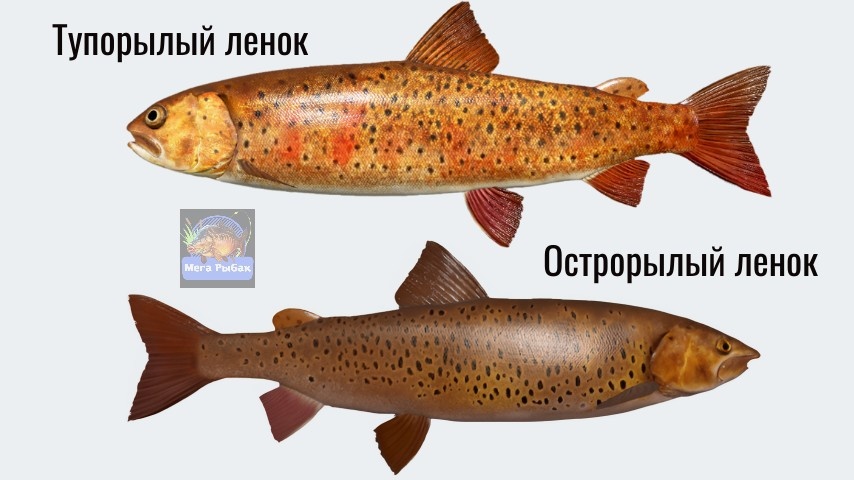 Ленок рыба описание