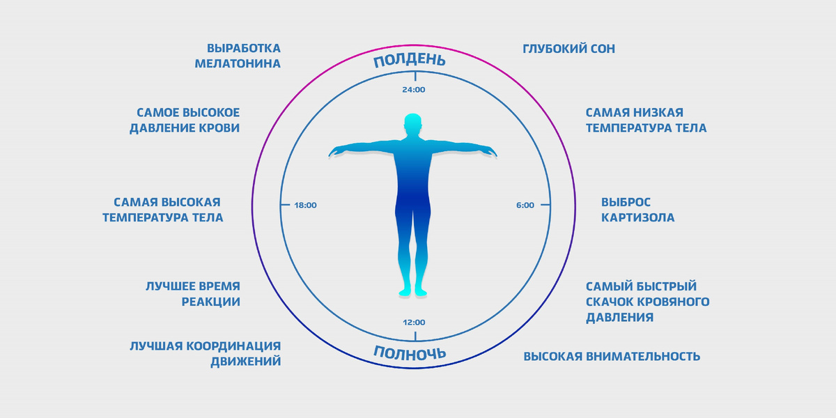 Циркадные ритмы
