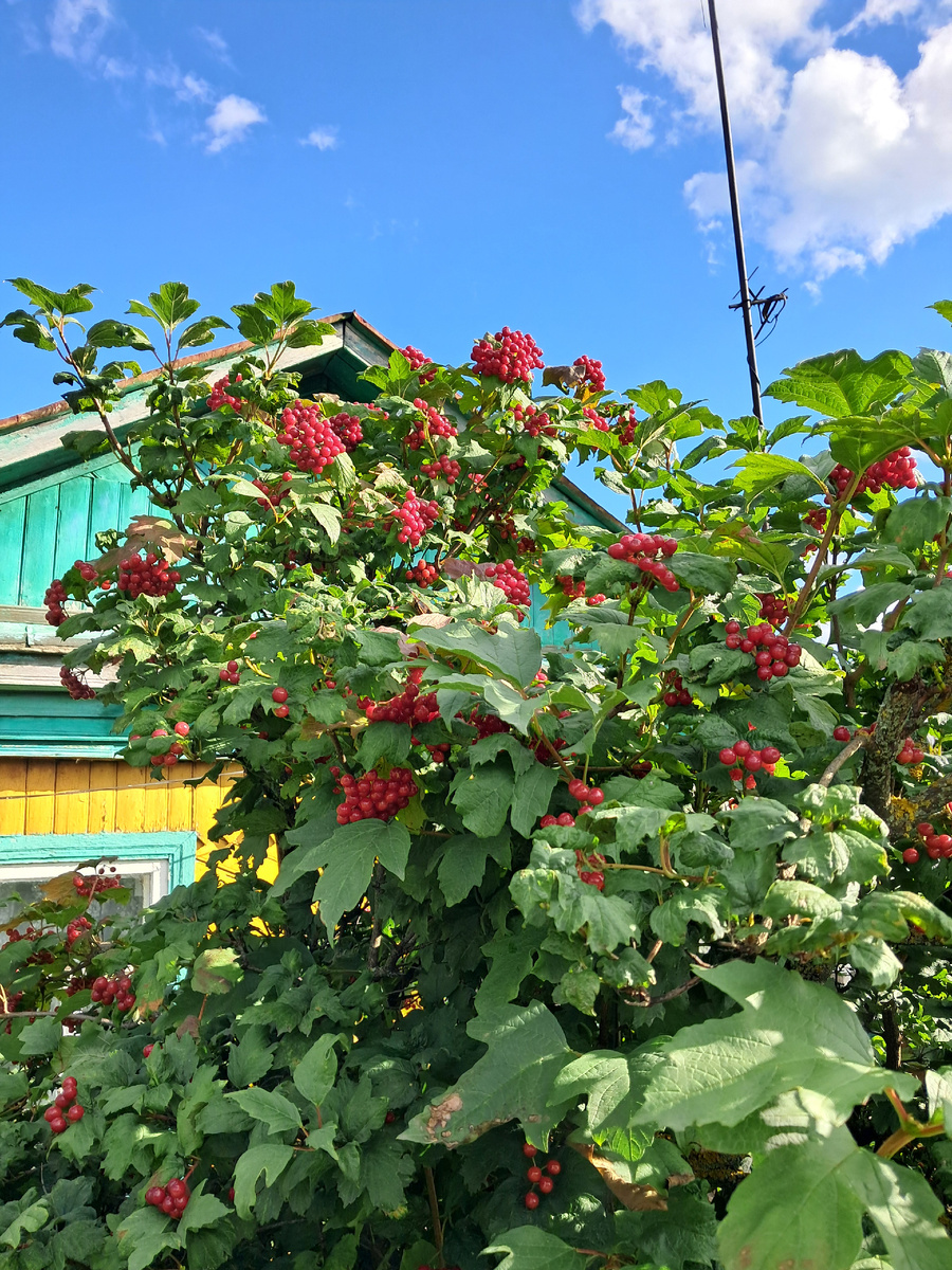 фото автора. Калина на даче