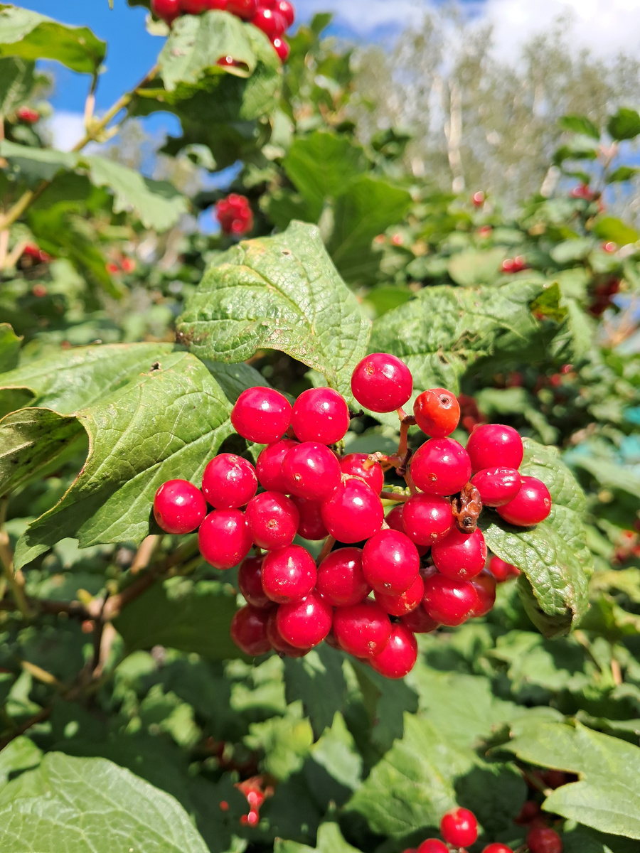 фото автора. Калины куст