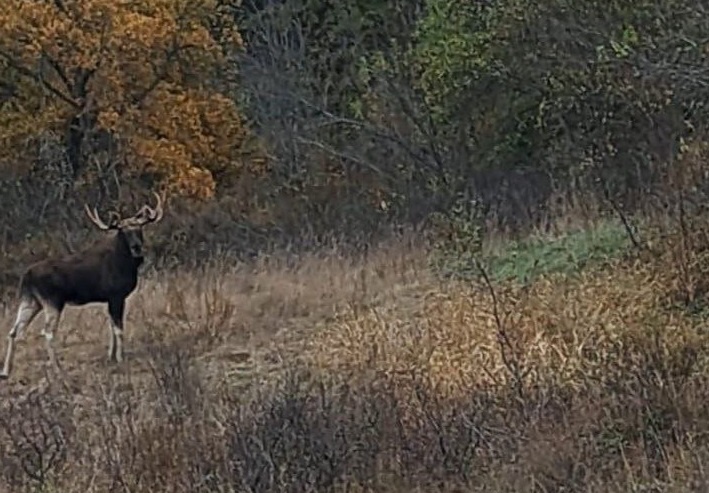    Лосиная свадьба в Бузулукском бору попала на видео Оренбуржье