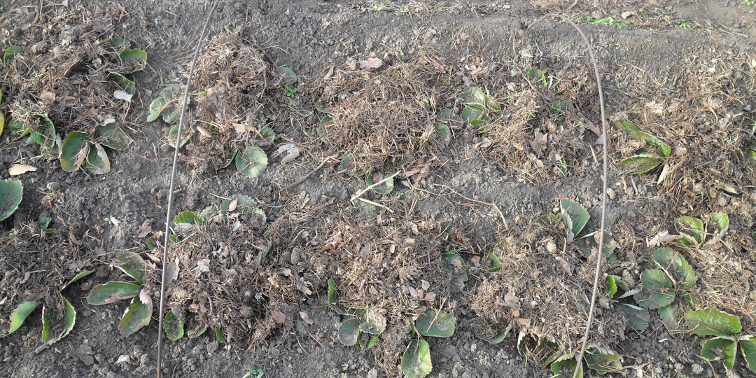 Клубника в октябре