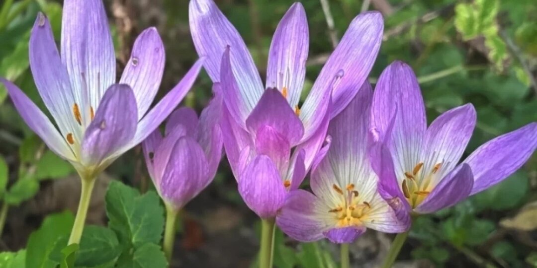 В Сочинском нацпарке зацвел ядовитый «собачий лук»