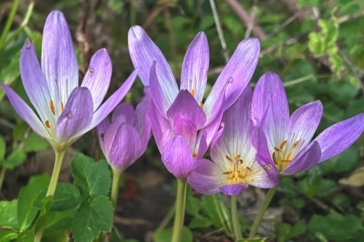    В Сочинском нацпарке зацвел ядовитый «собачий лук»