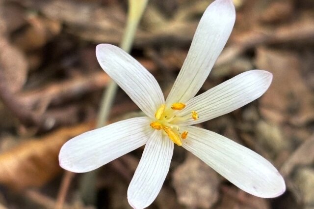    Фото: Сочинский национальный парк